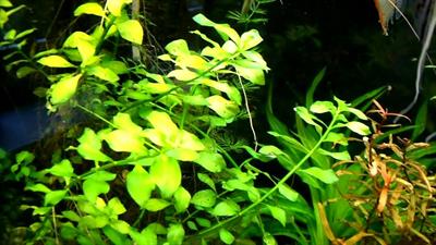 ludwigia repens